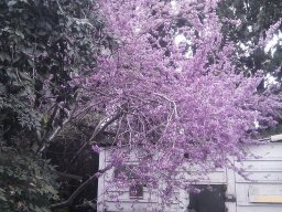 cercis-siliquastrum-03-2013
