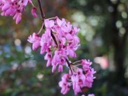 cercis-siliquastrum-03-2018