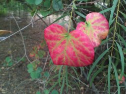 cercis-siliquastrum-08-2014