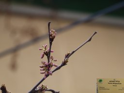 cercis-siliquastrum-10-02-2018-2