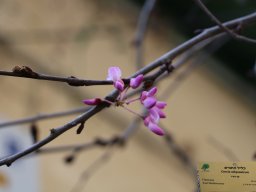 cercis-siliquastrum-10-02-2018
