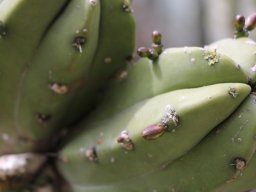 hava &raquo; Cereus