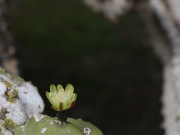 cereus-peruvianus-02-2018