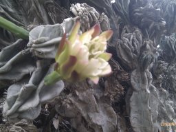 cereus-peruvianus-monst---