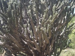 cereus-peruvianus-monstrose----1