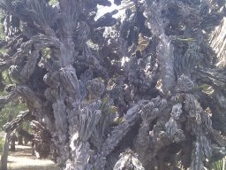 cereus-peruvianus-monstrose---