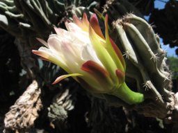 cereus-peruvianus-monstrose-10-05-2014