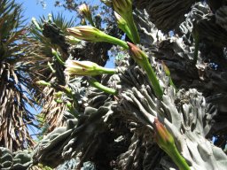 cereus-peruvianus-monstrose-10-05-2014a
