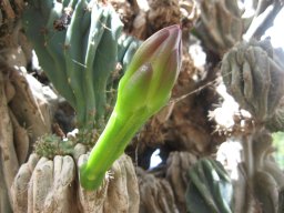 cereus-peruvianus-monstrosus-26-04-2014