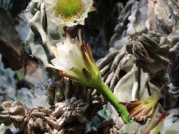 cereus_peruvianus_monstrose____
