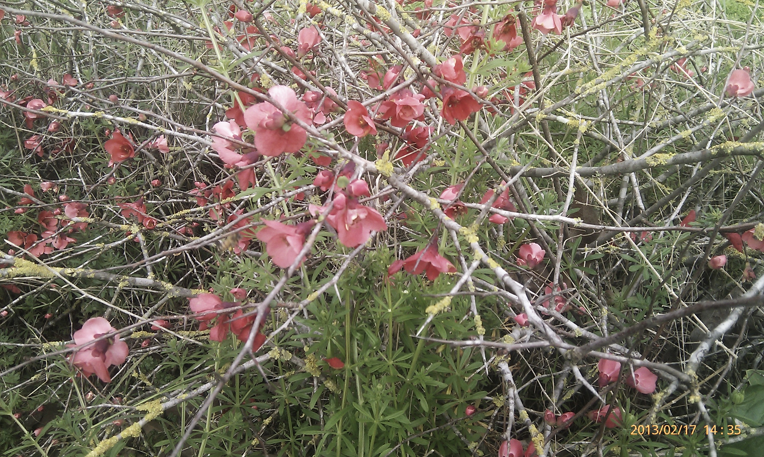 Chaenomeles