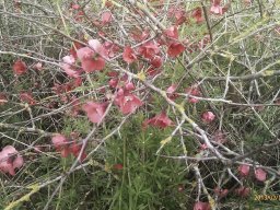 hava &raquo; Chaenomeles