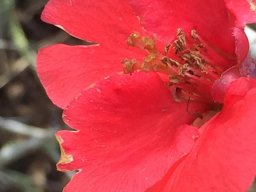 chaenomeles_japonica_01_2019