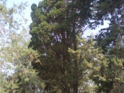 hava &raquo; Chamaecyparis
