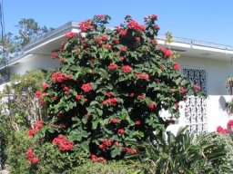 Clerodendrum-speciosum-12-2011-3