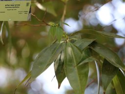 hava &raquo; Cocculus