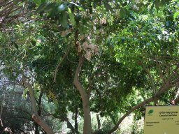 cocculus-laurifolius-apr-18-3