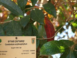 Combretum-erythrophyllum-2017