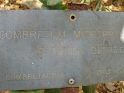 Combretum_microphyllum
