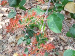 Combretum_microphyllum_2017