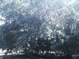 hava &raquo; Combretum