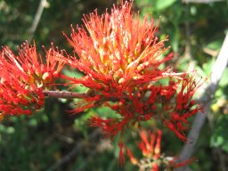 combretum-microphyllum-10-05-2014a