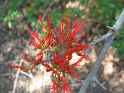 combretum-microphyllum-10-05-2014b