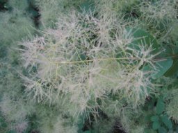 hava &raquo; Cotinus