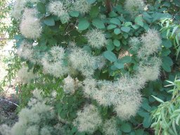 cotinus-coggygria-10-05-2014a