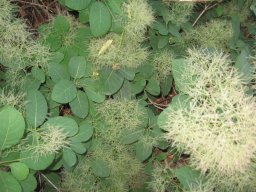 cotinus-coggygria-10-05-2014b