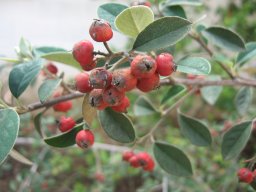 hava &raquo; Cotoneaster