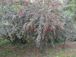cotoneaster-pannosa