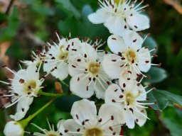 hava &raquo; Crataegus