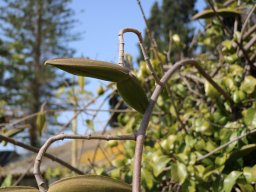 Cryptostegia-madagascariensis-march-18