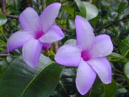 hava &raquo; Cryptostegia