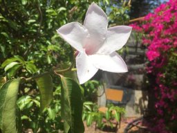 cryptostegia_madagascarinesis_05_2019
