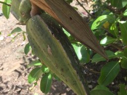 cryptostegia_madagascarinesis_a_05_2019