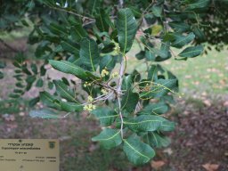 hava &raquo; Cupaniopsis