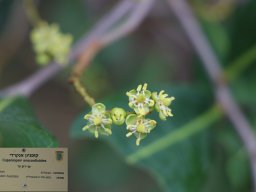 Cupaniopsis-anacardioides-01-2018