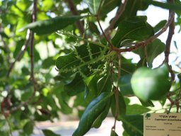 cupaniopsis-anacardioides-nov-17
