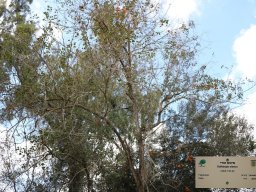 Dalbergia_sissoo_2019a