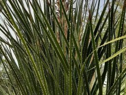 Dasylirion_seratifolium