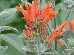 hava &raquo; Dicliptera