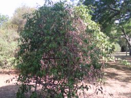 distictis-laxiflora-07-2011