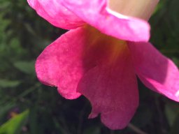 distictis-laxiflora-1952-12-2014-a
