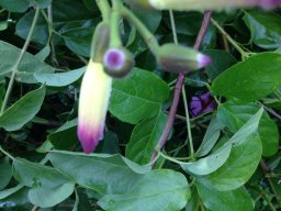 distictis-laxiflora-1952-12-2014-b