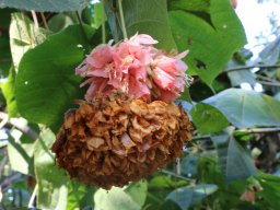 Dombeya-vallichii-01-2018