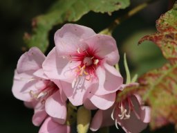 Dombeya_wallichii_2019