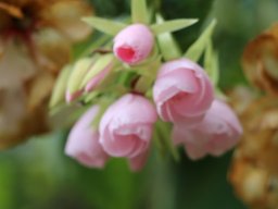 Dombeya_wallichii_2019a