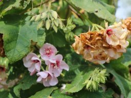 Dombeya_wallichii_2019b
